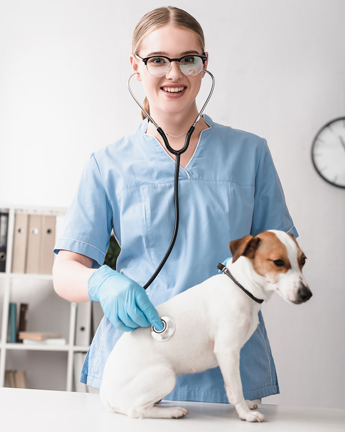 Veterinary professional examining a dog during a check-up