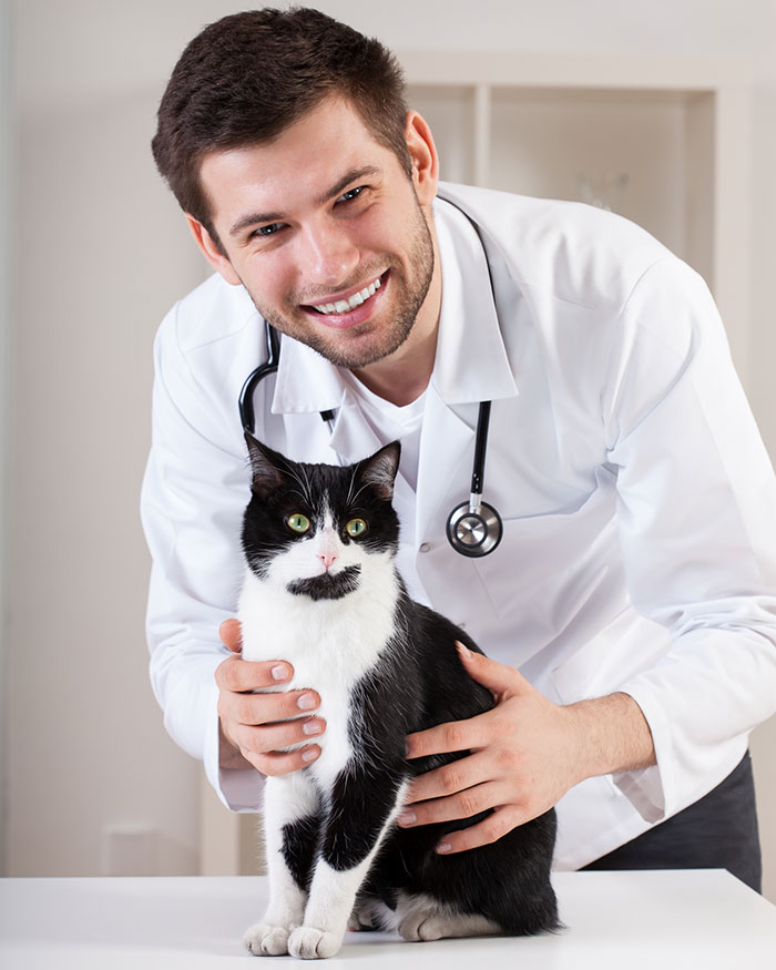 Veterinarian holding a cat during a check-up
