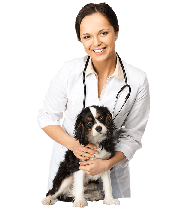 Veterinary with dog