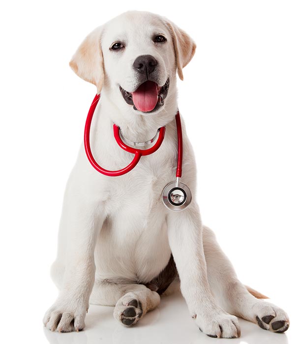 wearing-a-stethoscope-cute-dog